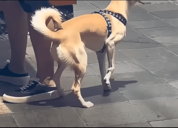 17552301166809.gif
