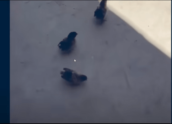 17552301292357.gif