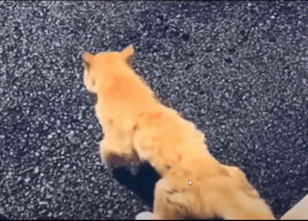17552301375726.gif