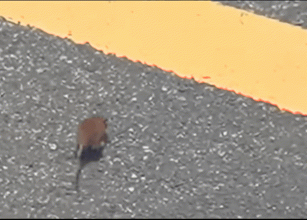 17552301560018.gif