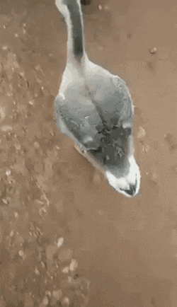 17552306593017.gif
