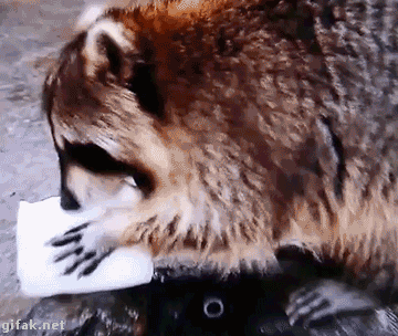 17552320030083.gif