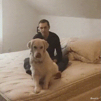 17552326546275.gif