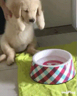 17552326898303.gif