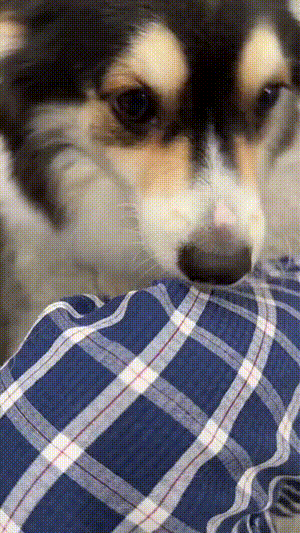 17552329892397.gif